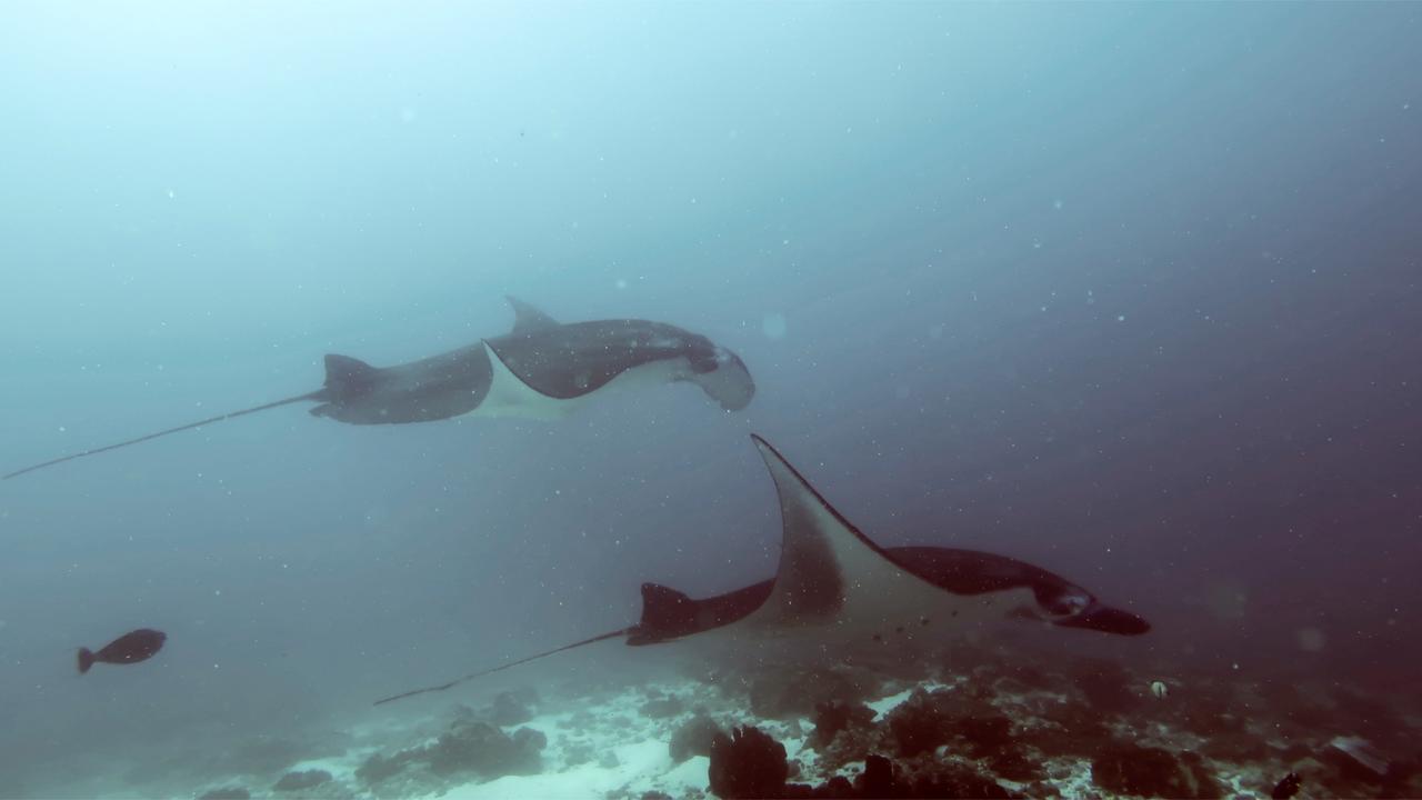 Absolute Scuba Bali Dive Resort Padangbai  Ngoại thất bức ảnh